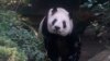 Panda in Mexico Is Last Survivor in Latin America