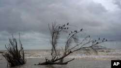 Los pájaros se posan en las ramas de un árbol talado por las inundaciones provocadas por el aumento del nivel del mar en el Golfo de México, en El Bosque, en el estado de Tabasco, México, el miércoles 29 de noviembre de 2023.