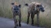 Abahlala Duzane leHwange National Park Bathi Ziphelile Lonyaka Izifuyo Ezidliwe Zimpisi, Izilwane Lezinye Inyamazana Zendle