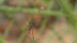  Las arañas como aliadas de la ciencia