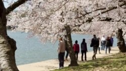 Los cerezos o “cherry blossoms”, las flores que unen a Japón y EEUU