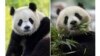 “熊猫热”归来：华盛顿国家动物园年底前将再次迎来两只大熊猫