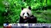 San Diego recibe la primera pareja de pandas que llega a EEUU en 21 años