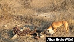 Gwanda mysterious donkey disease