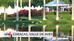 Caracas entre las capitales del mundo con más especies de aves
