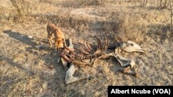 Gwanda mysterious donkey disease
