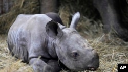Un rinoceronte recién nacido yace en su recinto junto a su madre Eva en el zoológico de Dvur Kralove, en República Checa, el miércoles 16 de marzo de 2022.
