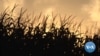 Grain Prices Soar as Ukraine War Drags On