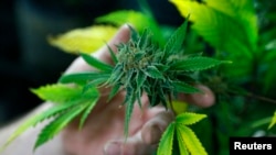 La medida anulada permitía a los pacientes que vivieran lejos del dispensario cultivarla en casa para su consumo.