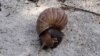 Tóxico caracol africano invade comunidades cercanas al Lago de Maracaibo en Venezuela