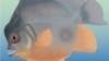 In Toothy Prequel, Piranha-Like Fish Menaced Jurassic Seas