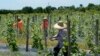 Campesinos indocumentados en sur de Florida, "muy asustados" ante políticas migratorias de Trump