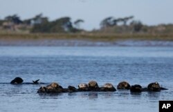 FILE - Sea otters are seen together along the Elkhorn Slough in Moss Landing, Calif., on March 26, 2018. (AP Photo/Eric Risberg, File)