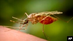 This 2014 photo made available by the U.S. Centers for Disease Control and Prevention shows a feeding female Anopheles funestus mosquito. The species is a known vector for the parasitic disease malaria. (James Gathany/CDC via AP)