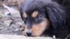 “Dejen de abandonar y adopten”: refugio de animales agoniza en Venezuela