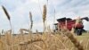 A combine harvests wheat at a field near Kivshovata village, Kyiv region on July 18, 2023.