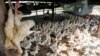 FILE PHOTO: Dead ducks are hung at a farm in the outskirts of Phnom Penh