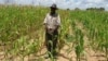 Experts Discuss Post Harvest Losses as World Population Grows 