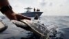 Jimmy Carter libera tortuga marina