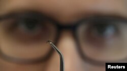 ARCHIVO - El biólogo Felipe Gomes Rocha muestra un mosquito Aedes aegypti con la bacteria Wolbachia que bloquea el dengue en un laboratorio de la Fundación Oswaldo Cruz (Fiocruz) en Río de Janeiro, Brasil, el 9 de abril de 2024.
