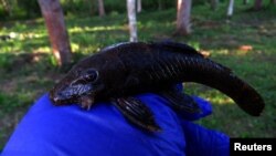 ARCHIVO - En la imagen, del 11 de junio de 2022, se muestra un ejemplar de bagre nariz de cerdas (Ancistrus sp.), correspondiente a una nueva especie descubierta durante una expedición de evaluación rápida de Conservación Internacional en el paisaje del Alto Mayo en Perú.