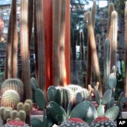 植物园