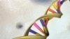 Una doble hélice de ADN es vista en una ilustración de un artista no identificado por el Instituto Nacional de Investigación del Genoma Humano el 15 de mayo de 2012.