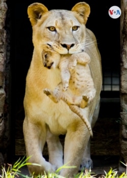 El zoológico ofrece una experiencia única de contacto con la riqueza natural y cultural. [Foto: Angélica Trejos Posso, VOA]