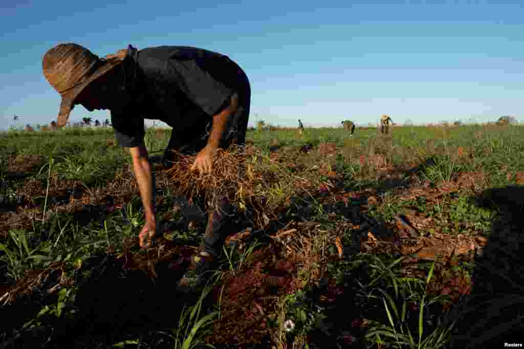 Aunque han pasado unas dos semanas desde el paso del meteoro por el occidente de la isla, las líneas eléctricas siguen caídas, lo que dificulta el trabajo en el campo. Abreu y otros agricultores como Carlos Yopisai tampoco tienen agua para regar sus cultivos.