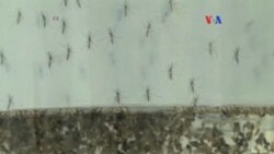 El Zika se propaga en forma explosiva