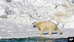 Foto de un oso polar en el mar de Chukchi, en Alaska, publicada en 2014 publicada por el Servicio Geológico de Estados Unidos.
