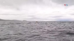 Ballena atrapa en la boca y luego escupe a joven en costas del sur de Chile