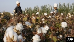 Trabajadores migrantes recogen algodón en Korla, una ciudad petrolera a orillas de la cuenca del Tarim y el desierto de Taklamakan, al sur de Urumqi, capital de la Región Autónoma Uigur de Xinjiang, en el extremo occidental de China, en Asia Central.