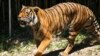 Tiger poachers use fishing boats to smuggle body parts out of Malaysia, study shows 