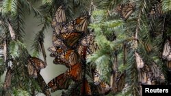FILE - Monarch butterflies rest on a tree at the Sierra Chincua butterfly sanctuary in Angangeo, Michoacan state, Mexico December 6, 2023. (REUTERS/Raquel Cunha/File Photo)