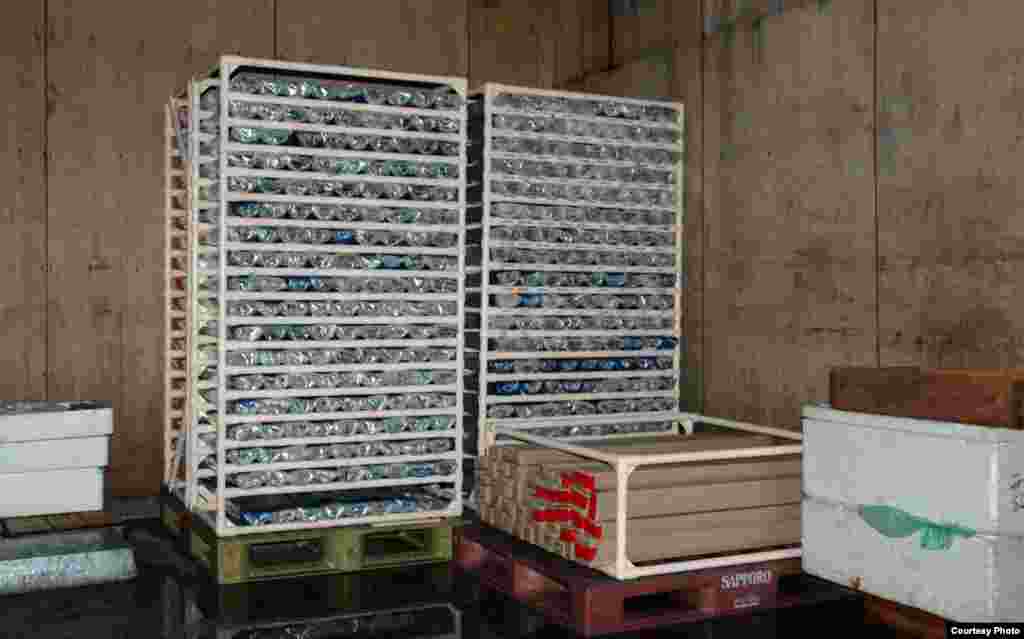 Cores are temporarily stored in the cold room of the local fishermen's union near Lake Suigetsu. (Credit: Takeshi Nakagawa)