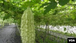有机山苦瓜种植棚(美国之音木风拍摄)
