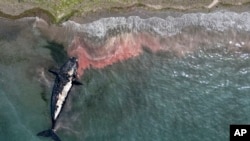 Una ballena muerta es remolcada lejos de la costa cerca de Puerto Madryn, Argentina, el 4 de octubre de 2022.