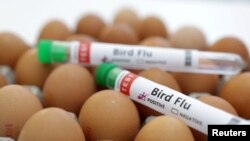 ARCHIVO - Tubos de ensayo etiquetados como "Gripe aviar" y huevos se ven en esta ilustración, el 14 de enero de 2023.
