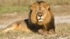 US Adds African Lions to Endangered List