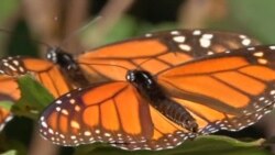 4.500 kilómetros de mariposas Monarca
