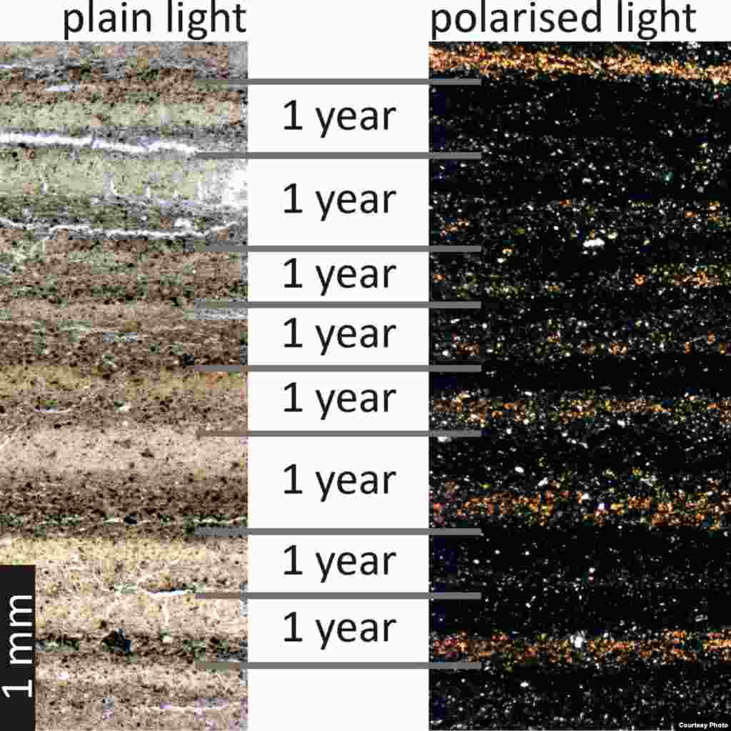 Varved or layers of sediments from Lake Suigetsu cores. (Credit: Gordon Schlolaut)
