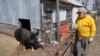 In this Friday, April 17, 2020, photo, Chris Petersen looks at a Berkshire hog in a pen on his farm near Clear Lake, Iowa. COVID-19, the disease caused by the coronavirus, has created problems for all meat producers, but pork farmers have been hit…