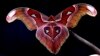 Research Suggests Bright Lights Confuse Insects