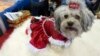 FILE - Eva, a 5-year-old Russian tsvetnaya bolonka from Pennsylvania, participates in the meet the breed portion of the 140th Westminster Kennel Club Dog Show in New York, Feb. 13, 2016. Two dogs of the same breed were returned after being kidnapped in Switzerland.