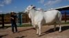 Brazilian Ranchers: World’s Costliest Cow Is ‘The Best’