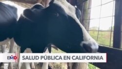 Autoridades en EEUU hallan gripe aviar en leche cruda