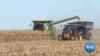 US Farmers Harvest Crops amid Trade, Impeachment Uncertainty