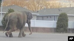 Esta imagen cortesía de Matayah Utrayle-Shaylene Smith muestra a un elefante que escapó mientras cruza una calle, el martes 17 de abril de 2024, en Butte, Montana.