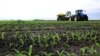 FILE - Corn stalks are seen growing on a farm field near Chandlerville, Illinois, May 25, 2013. 
